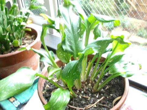 カラーの鉢植え