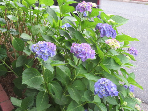 IMG_3936