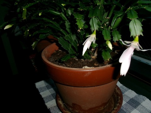 シャコサボテン - コピー