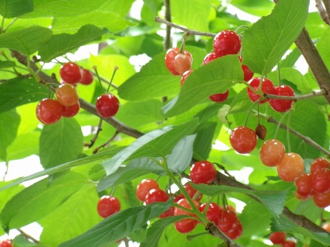 桜桃・接写