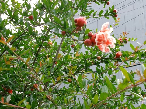 花ザクロ