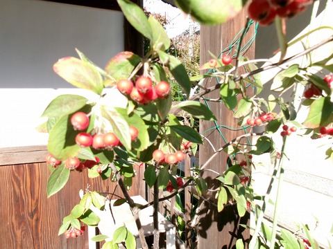 玄関先の鉢植え