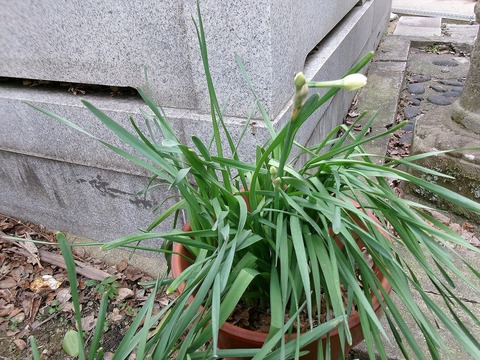 水仙のつぼみ