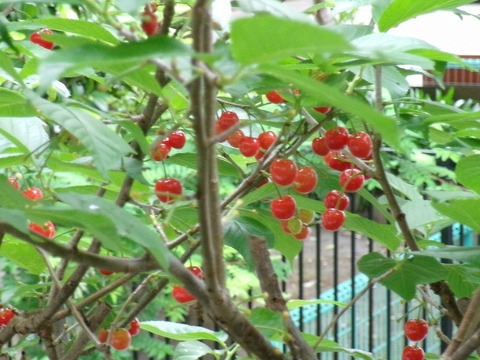 桜桃