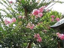 IMG_1810