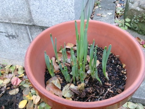 スイセン - コピー