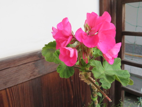 鉢植えベコニア
