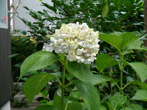 咲き残っている紫陽花