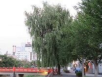 IMG_1396