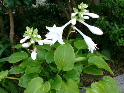 タマノカンザシの花