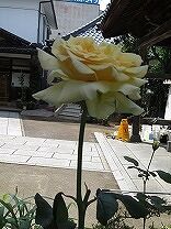 IMG_1809