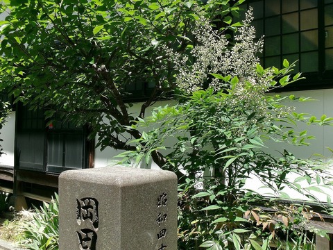 南天の花