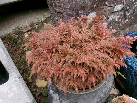 鉢植えの芝