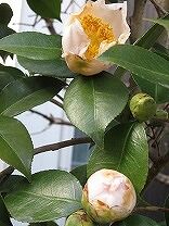 IMG_1595