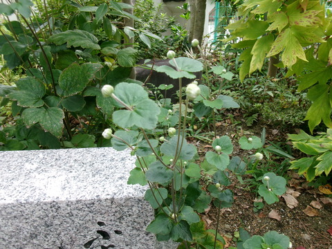 秀明菊のつぼみ