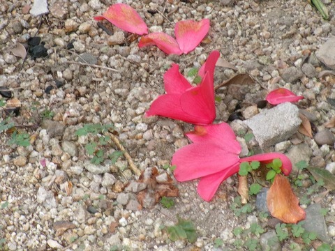 八重ツバキの落花