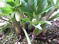 IMG_1590