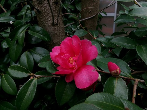 赤の山茶花