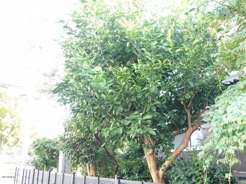 伸びたハッサク