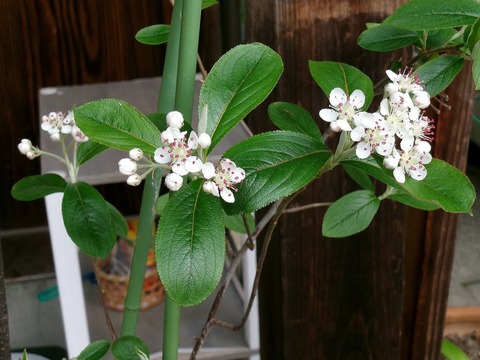 玄関の鉢植え