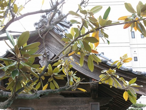 泰山木