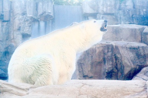 動物 画像 壁紙 待ち受け その21 30枚 16枚目