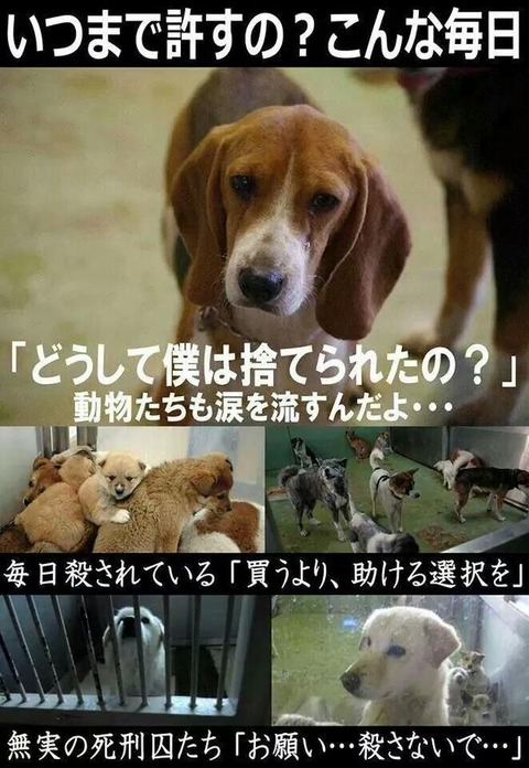 犬 画像 壁紙 待ち受け その7 30枚 21枚目