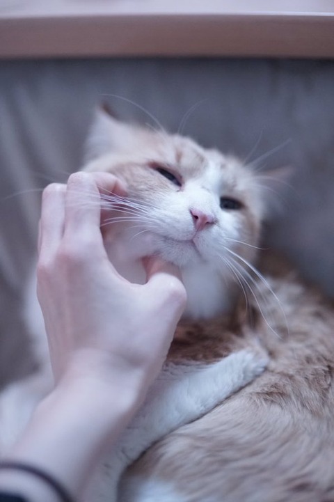 猫 画像 壁紙 待ち受け その7 30枚 14枚目