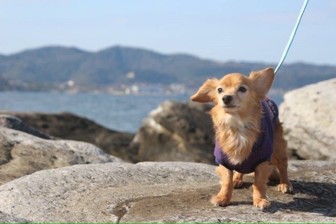 海 画像 壁紙 待ち受け その11 30枚 29枚目