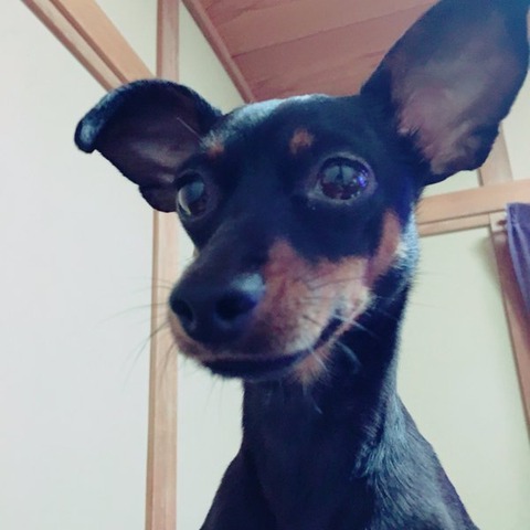 犬 画像 壁紙 待ち受け その22 30枚 9枚目