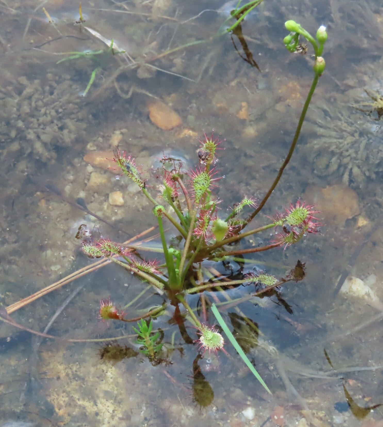 滋賀県 瀬田公園の湿地で水辺の植物観察 自然大学22期 風組3班の同窓会だより