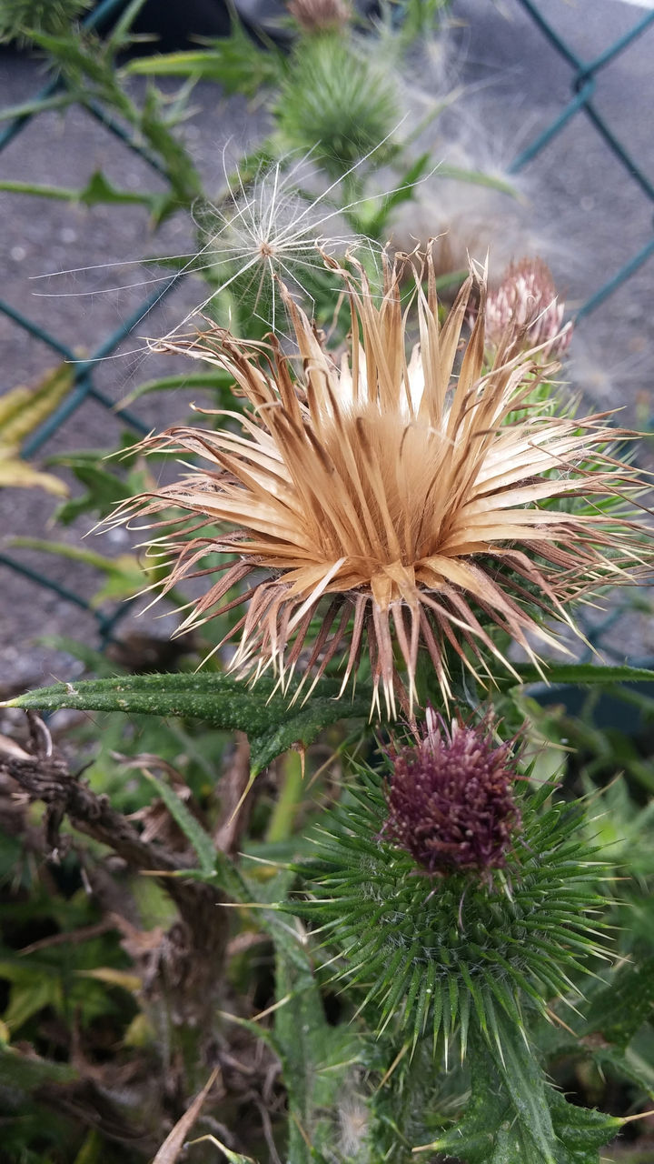 4センチ以上もある綿毛 何の種でしょう 自然大学22期 風組3班の同窓会だより