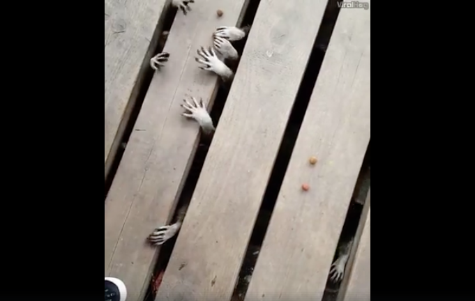 ホラー 板の隙間から蠢く無数の手 まるでゾンビ映画な光景の正体とは 雪