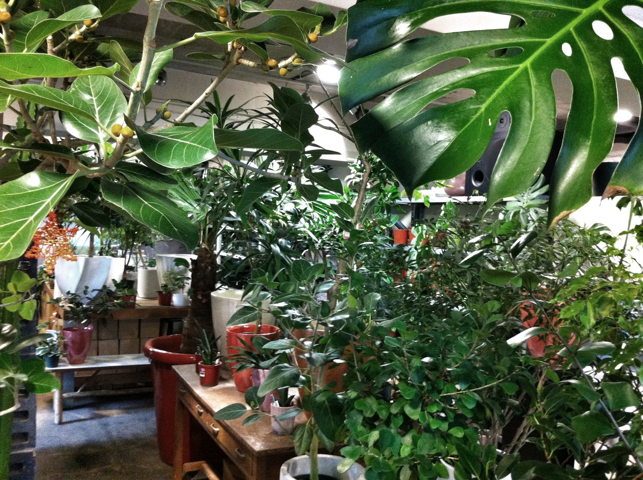 多肉植物とサボテンを買うなら恵比寿 Buzz が絶対にオススメ 雪