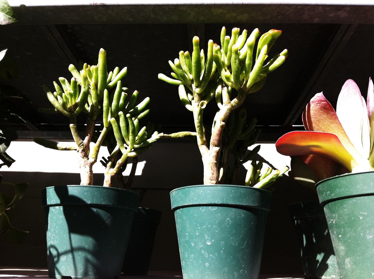 多肉植物とサボテンを買うなら恵比寿 Buzz が絶対にオススメ 雪