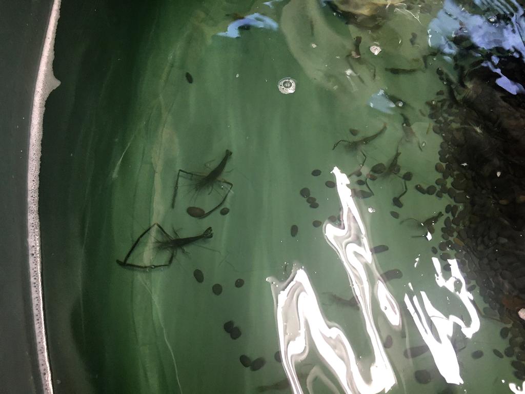 吉祥寺は釣りたい街no 1 釣った魚がその場で食べられる全天候型 つりぼりカフェ キャッチアンドイート 雪