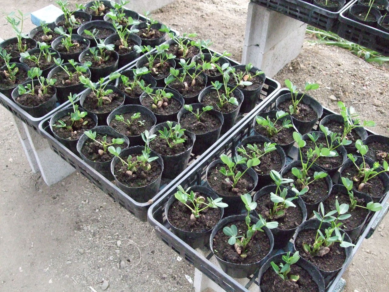 落花生の種を直播きしたら イタチに３００個ほど食べられたので 追加で ポットで苗作りしましたよ 胡瓜と八朔の写真も載せています 自然の力は未来を変える