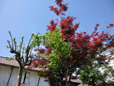 CIMG0022