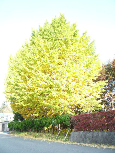 P1150942