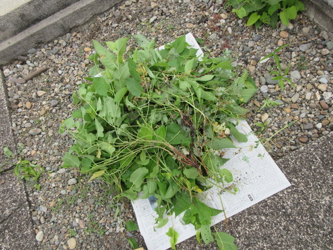 IMG_3474