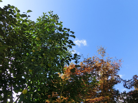 CIMG8132