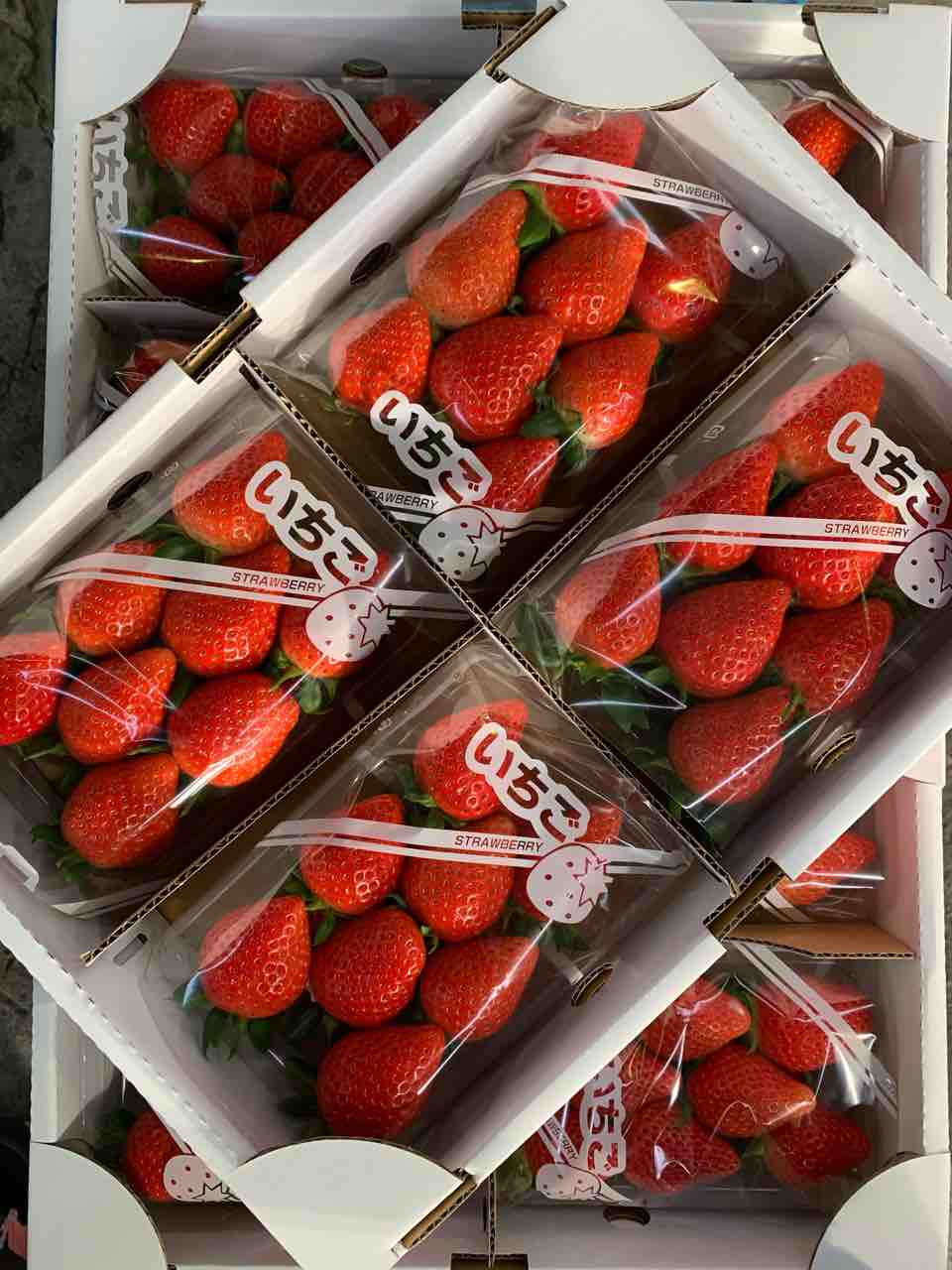 1/23（金）営業します : 志津駅前 八百屋さん