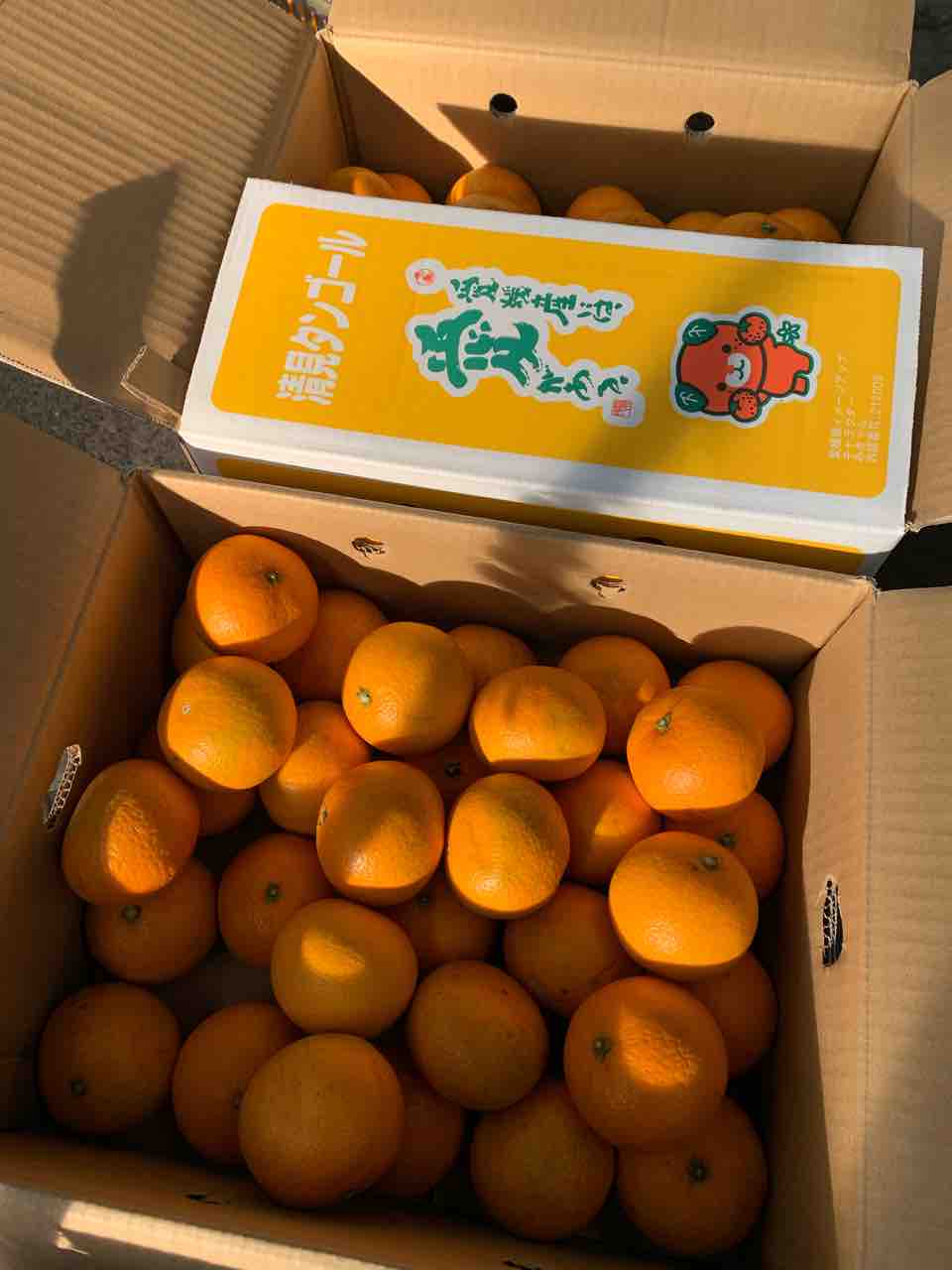 3/15（土）営業します : 志津駅前 八百屋さん