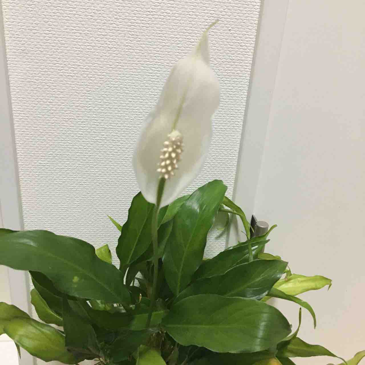 今年もスパティフィラムに花が咲いた ヒキニートナマポ孤独死まっしぐら 今年もスパティフィラムに花が咲いた ヒキニートナマポ孤独死まっしぐら