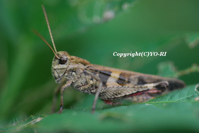 クルマバッタモドキ Photo By Yo Ri 日々雑食 昆虫写真