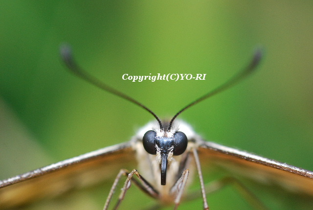 アゲハ蝶 Photo By Yo Ri 日々雑食 昆虫写真