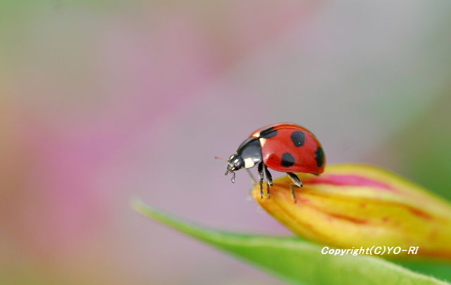 テントウムシ Photo By Yo Ri 日々雑食 昆虫写真