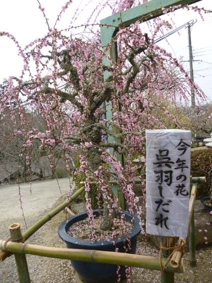 イメージ 8