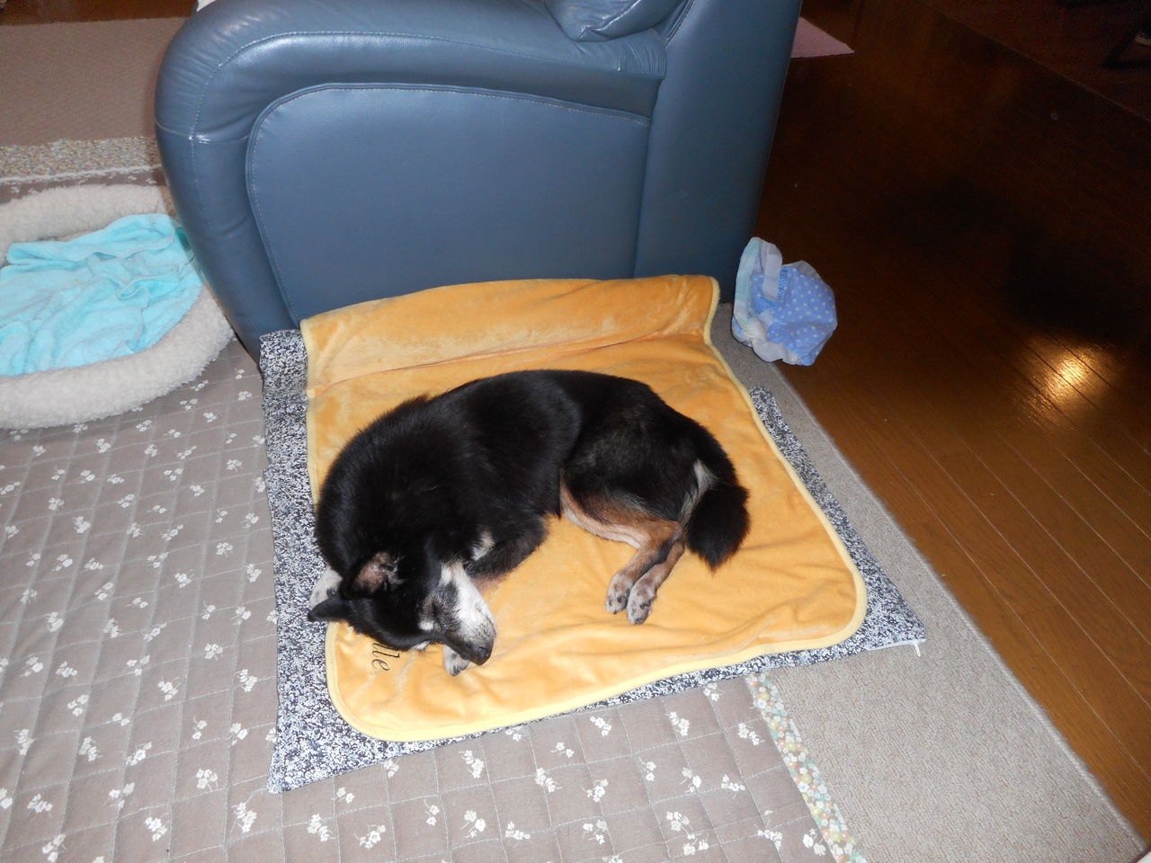 亡き愛犬のうた 一部更新 Sk23yayoi23のblog 亡き愛犬のうた 一部更新 Sk23yayoi23のblog