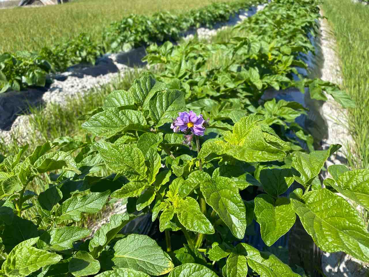 紫色のジャガイモの花 を発見 体験工房 じゃが 丸 紫色のジャガイモの花 を発見 体験工房 じゃが 丸